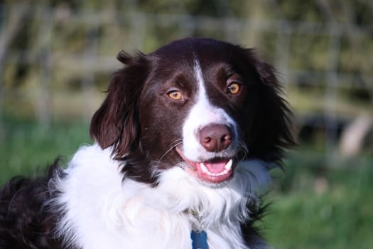 Handsome springer collie cross pet dog