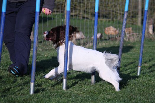 Working type english springer spaniel pet gundog agility weaving