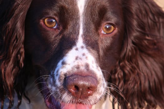 Close up of a working type english springer spaniel pet gundog