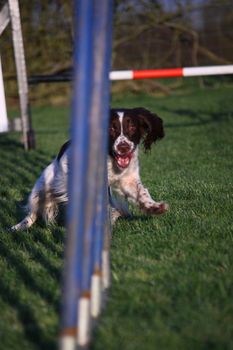 Working type english springer spaniel pet gundog agility weaving