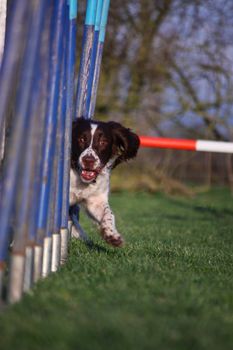 Working type english springer spaniel pet gundog agility weaving