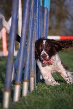 Working type english springer spaniel pet gundog agility weaving