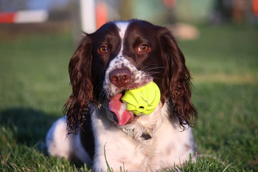 A working type english springer spaniel pet gundog with a yellow tennis ball