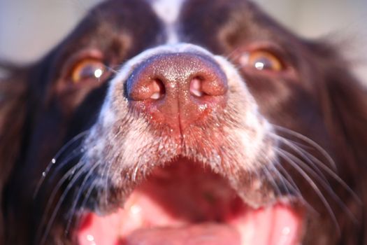 Close up of a working type english springer spaniel pet gundog