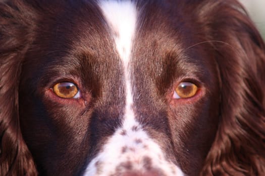 Close up of a working type english springer spaniel pet gundog