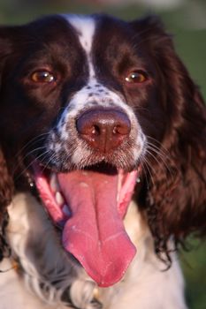 Close up of a working type english springer spaniel pet gundog