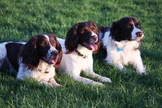 three very cute liver and white pet dogs