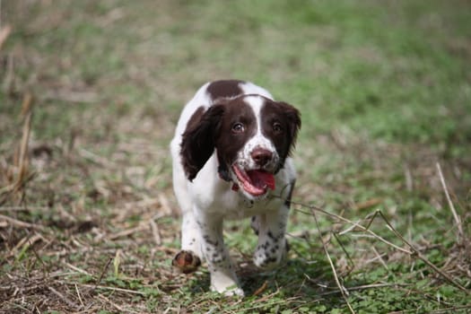 Very cute young liver and white working type english springer spaniel pet gundog puppy