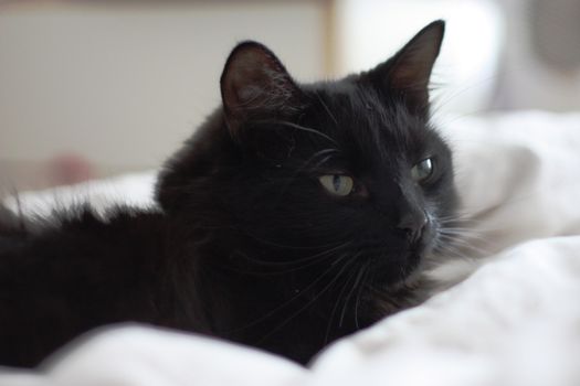 a handsome long haired black pussy cat