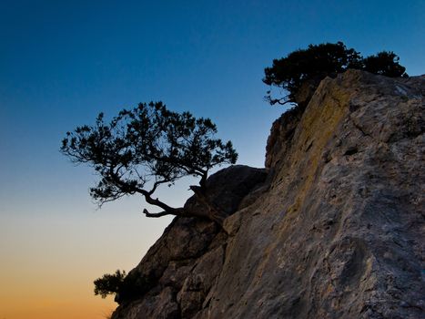 Tree on a rock in the morning hour of sunrise