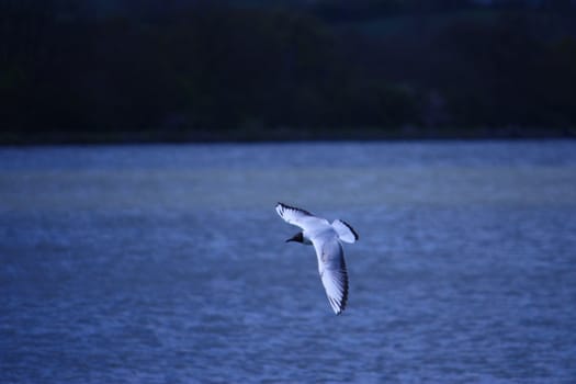 Seagull in flight