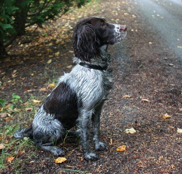 a very muddy working type englissh springer spaniel pet gundog