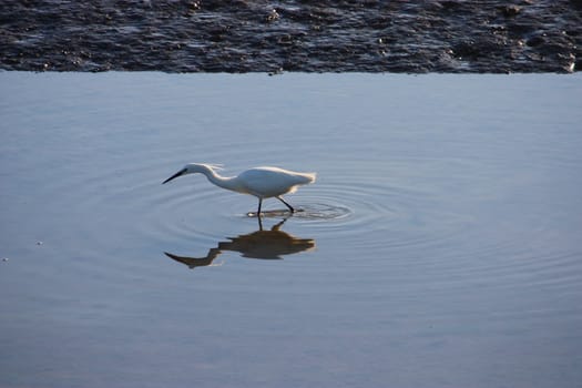 a heron looking for food in a pool of water