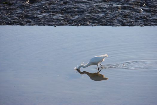 a heron looking for food in a pool of water