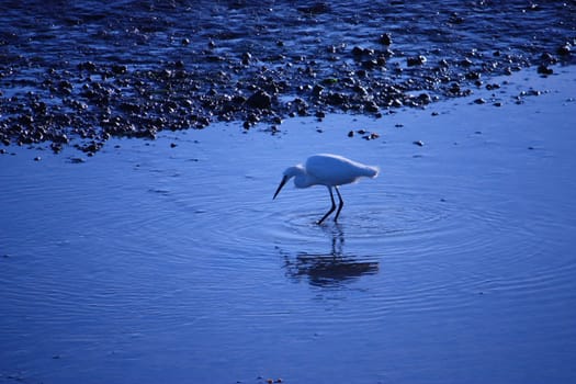 a heron looking for food in a pool of water