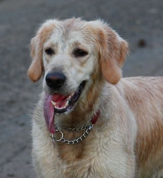 a beautiful golden retriever pet gundog