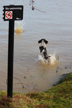 working type english springer spaniel pet gundog jumping into water