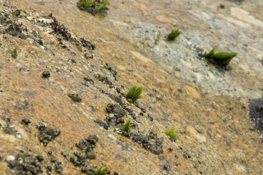 Sprout algae on the rocks.