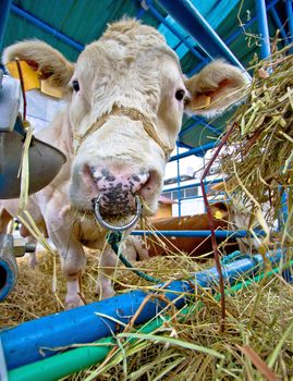 Simmental stud bull in barn front portrait view