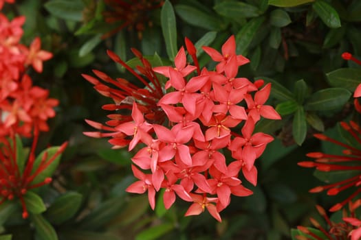 Red rubiaceae are blooming.It has many buds in one bunch.