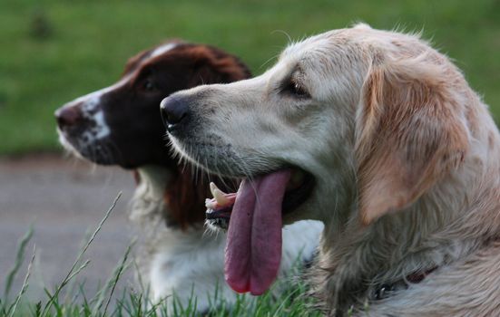 springer spaniel and golden retreiver pet gundogs friends together