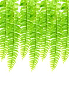 Boston Fern. Scientific name: Nephrolepis exaltata(L)Schott.