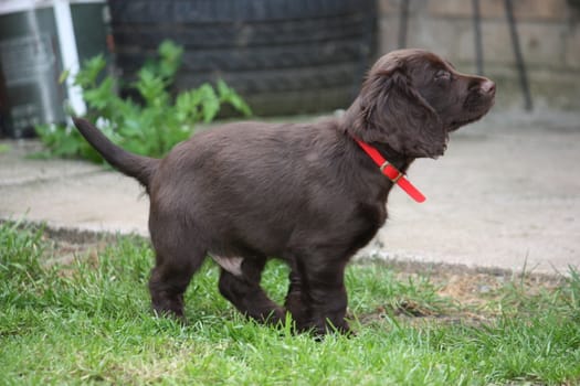 A very cute liver working cocker spaniel pet gundog