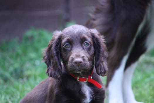 A very cute liver working cocker spaniel pet gundog