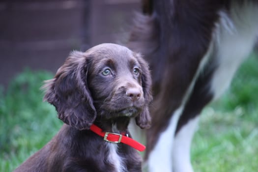 A very cute liver working cocker spaniel pet gundog