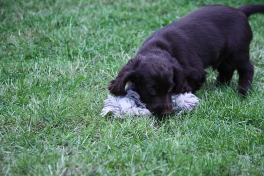 A very cute liver working cocker spaniel pet gundog