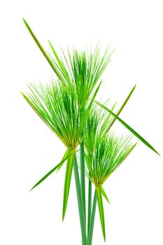 Egyptian papyrus. (Cyperus papyrus L.)