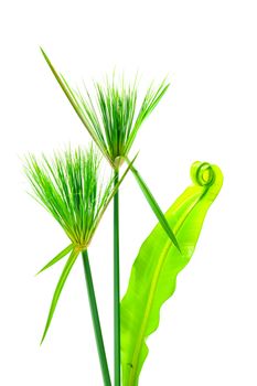 Egyptian papyrus and Soft leaves of the Bird's nest fern.
