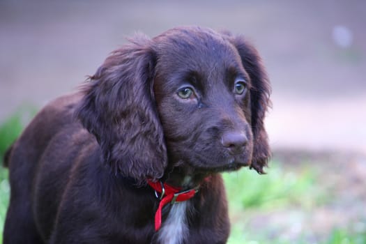 A very cute liver working cocker spaniel pet gundog