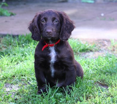 A very cute liver working cocker spaniel pet gundog