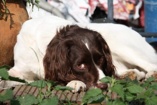 Very cute liver and white working type english springer spaniel