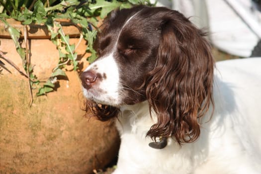 Very cute liver and white working type english springer spaniel