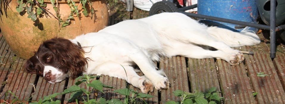 Very cute liver and white working type english springer spaniel