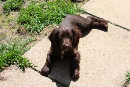 very cute smal liver working cocker spaniel pet gundog