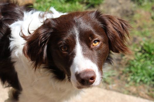 handsome liver and white collie cross springer spaniel pet dog