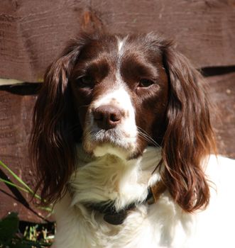 Very cute liver and white working type english springer spaniel