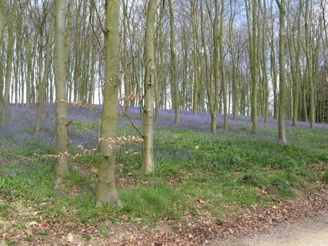 bluebell plants in a wooded area with trees