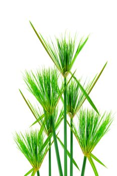 Egyptian papyrus. (Cyperus papyrus L.)