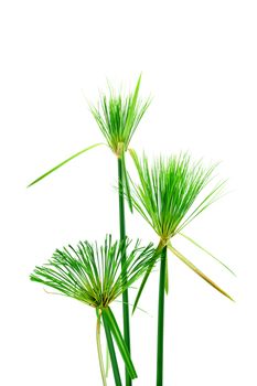 Egyptian papyrus. (Cyperus papyrus L.)