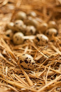 healthy fresh organic quail eggs