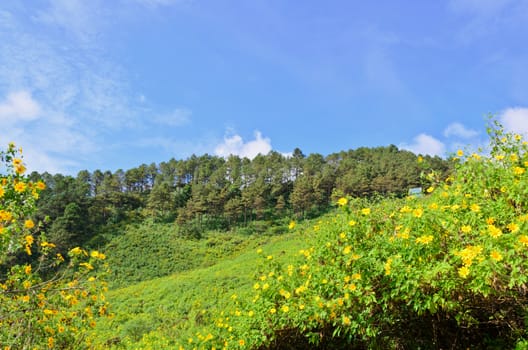 Scenic nature Doi Mae Uko mountain at Mae Hong Son province in northern of Thailand.