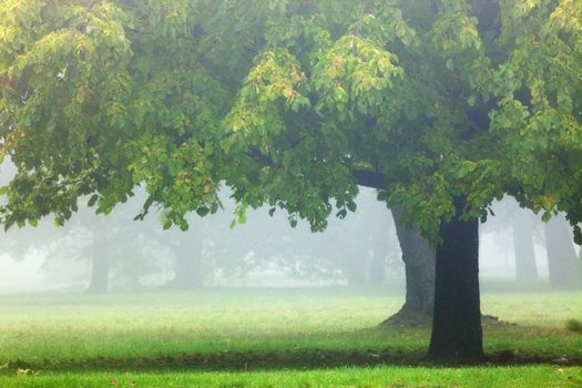 Czech Republic, Prague - foggy morning in the park