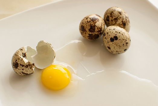 healthy fresh organic quail eggs