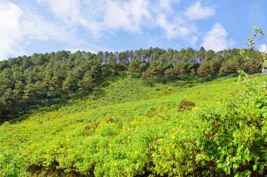Scenic nature Doi Mae Uko mountain at Mae Hong Son province in northern of Thailand.