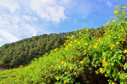 Scenic nature Doi Mae Uko mountain at Mae Hong Son province in northern of Thailand.
