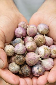 Close up of fresh organic garlic